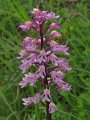 (39) Military Orchid (Orchis militaris)